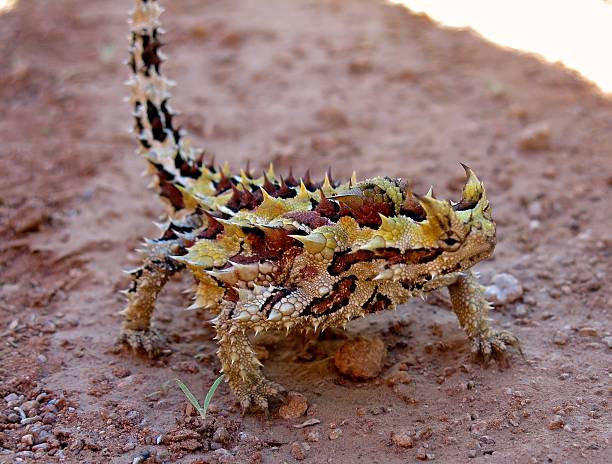 Thorny devil, Outback Australia stock photo