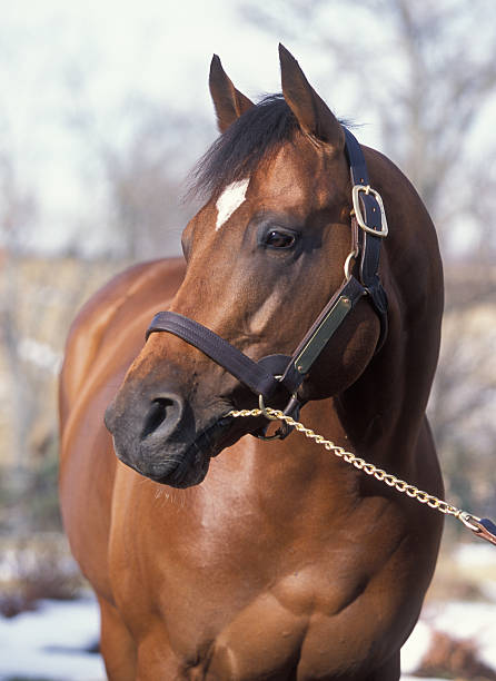 Thoroughbred horse portrait stock photo