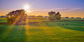 istock Thoroughbred horses grazing at sunset in a field. 1349772438