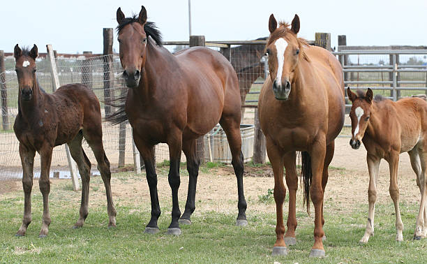 Thoroughbred Mares and Foals stock photo