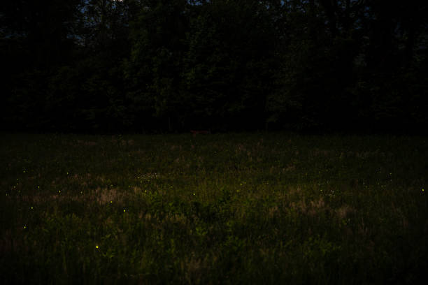Thousands Of Fireflies Fill A Field In Cades Cove stock photo
