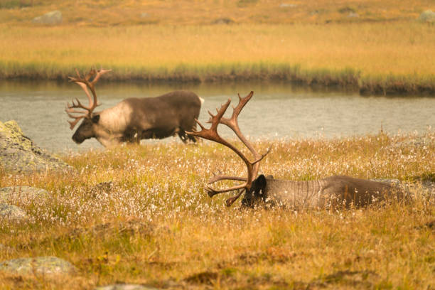 Relaxing in the meadows, a pair of big, male, woodland caribou, part of the southern mountain herd enjoy the breeze of the lake.