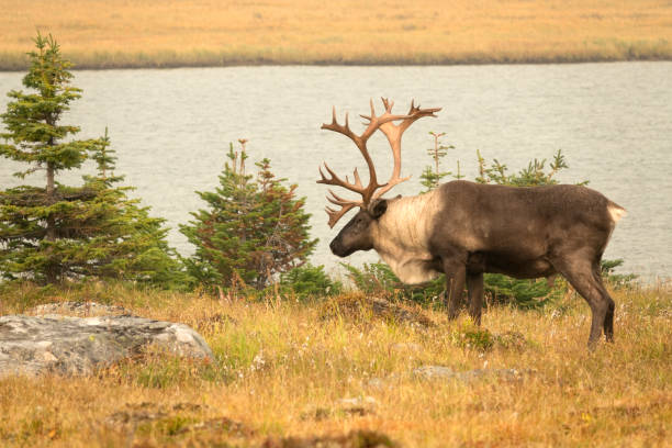  August 6-8, 2017 trip - With their population under threat, a magnificent woodland caribou with huge antlers enjoys the cool breeze by the lake in Alberta's Jasper National Park.