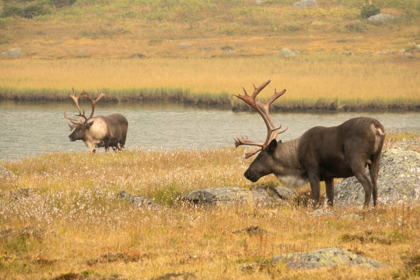 Grazing the meadows, a pair of big, male, woodland caribou, part of the southern mountain herd enjoy the breeze of the lake.