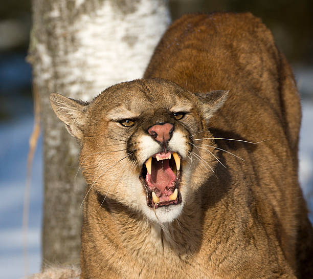 Threatening and powerful mountain lion. stock photo