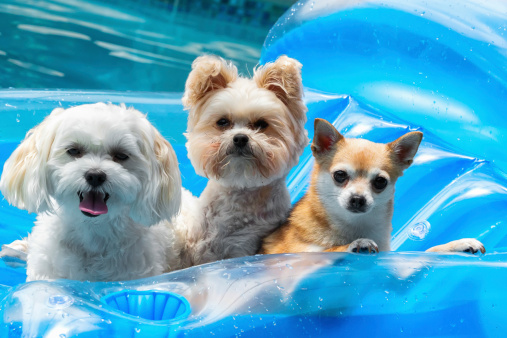 Three small dogs on a float in a pool.RM.  rrDogs & Puppies