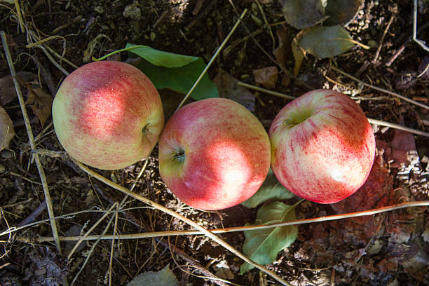 Three Apples on the Ground stock photo