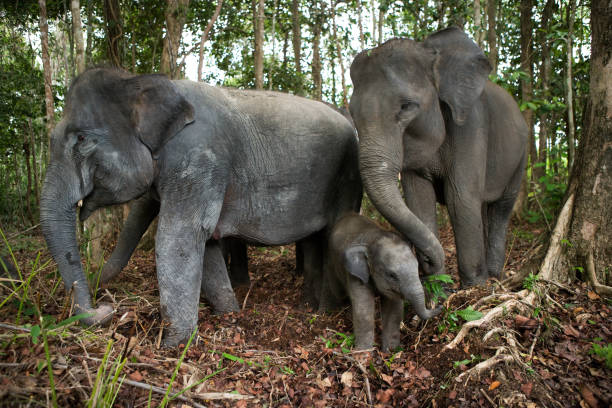 Three Asian elephants in the jungle. stock photo