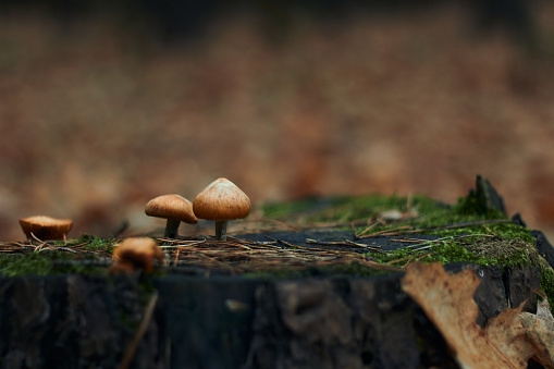 Three beautiful little edible mushrooms grow in the autumn forest on an old dry tree stump Soft focus Collection of forest mushrooms