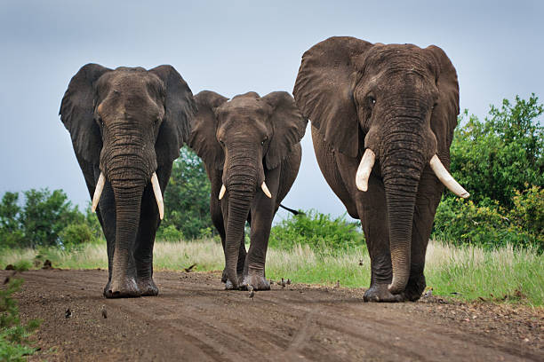 Three Big Elephants on a Dirt Road "Three big elephants blocking a dirt road in Kruger National Park, South Africa." kruger national park stock pictures, royalty-free photos & images