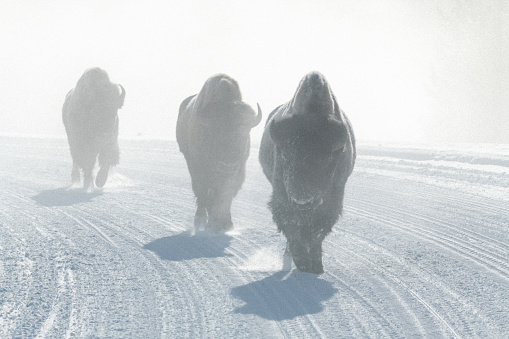 Three Bison or Buffalo walking on deep hardpacked closed highway covered in snow and frost, This is a very cold day in Yellowstone National Park's winter season. The park is in Wyoming, Montana and Idaho in the United States of America (USA).