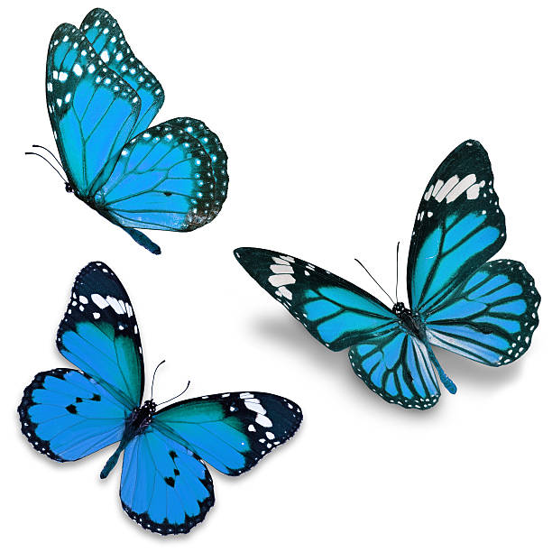 Three blue butterfly Three blue butterfly, isolated on white background monarch butterfly photos stock pictures, royalty-free photos & images