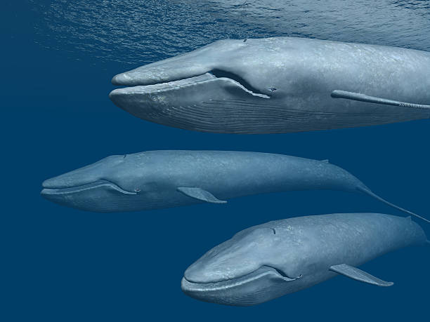 three blue whales - blue whale bildbanksfoton och bilder