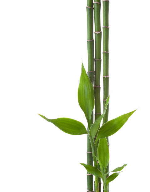 Three branches  of  Bamboo isolated on white background.  Sander's Dracaena stock photo