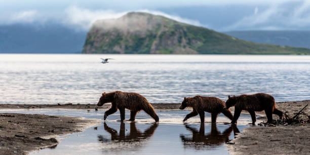 Three Brown Bear Cubs Cross a River With a Lake and Mountains stock photo