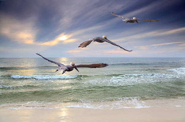 Three Brown Pelican Fly Toward the Sunset stock photo