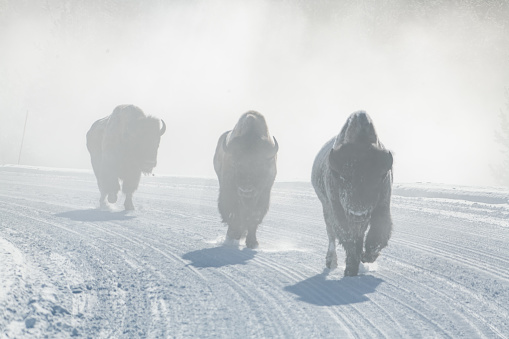 In a fog, ghostly looking Bison (buffalo) covered with snow and ice on the road that is closed to private vehicles in winter between Mammoth and Old Faithful in Yellowstone National Park, Wyoming USA