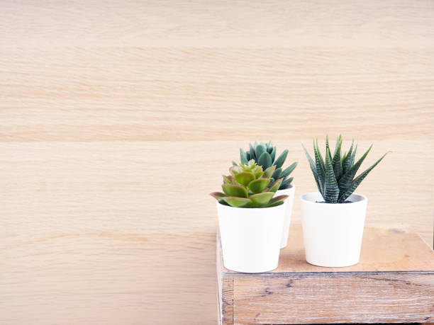 three cacti in white pots stand on a wooden background, copy of the text space stock photo