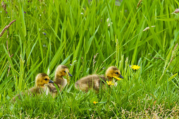 Three Canada Goose Goslings The Canada goose (Branta canadensis) is a large goose with a black head and neck, white cheeks, white under its chin, and a brown body. It is native to the arctic and temperate regions of North America. These goslings were hiding in the grass in Edgewood, Washington State, USA. jeff goulden canada goose stock pictures, royalty-free photos & images