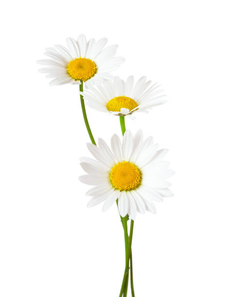 tre chamomiles (ox-eye daisy) isolerade på vit bakgrund. - prästkrage bildbanksfoton och bilder