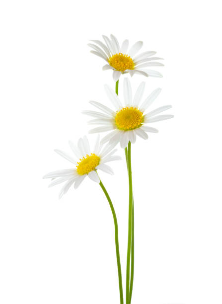 tre chamomiles (ox-eye daisy) isolerade på vit bakgrund. - prästkrage bildbanksfoton och bilder