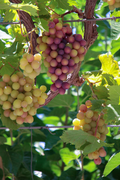 Grapes Israel Stock Photos, Pictures & Royalty-Free Images - iStock