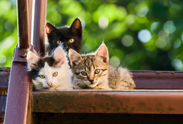 Three colorful kittens look into the camera on a blurred natural background stock photo
