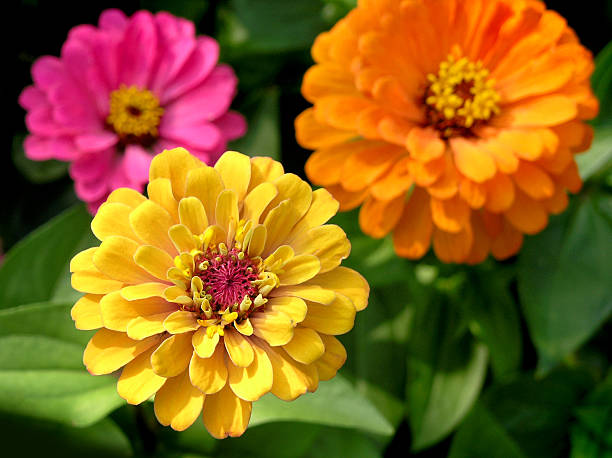 Three Colorful Zinnias A macro view of three bright zinnias. Shot in afternoon sunlight with a shallow DOF. zinnia stock pictures, royalty-free photos & images