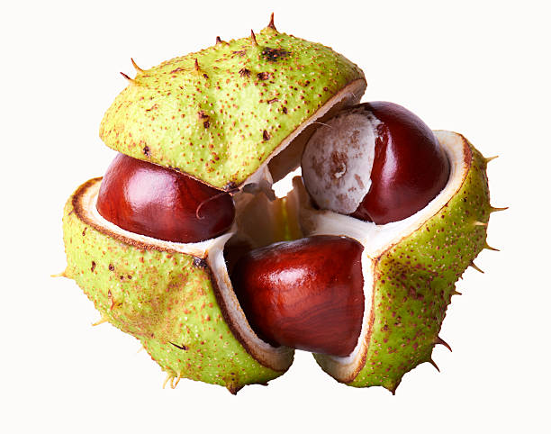 Three Conker In A Shell Three conkers emerge from a spiky horse chestnut seed pod.  horse chestnut seed stock pictures, royalty-free photos & images