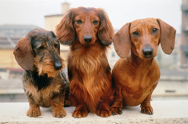 Three dachshund dogs: wire, long and short haired, portrait stock photo