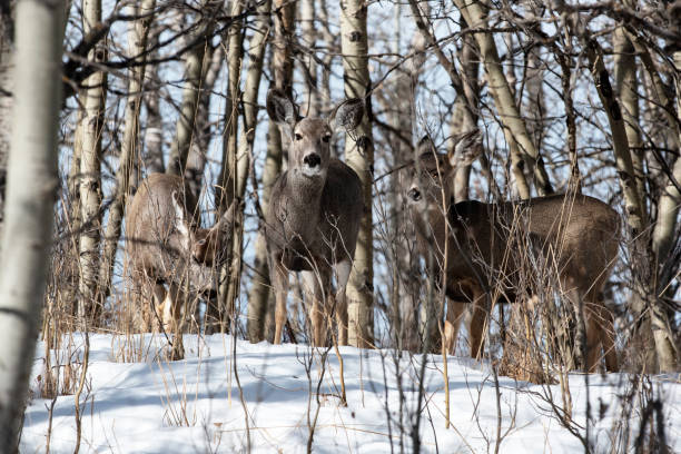 Three Deer in Winter stock photo