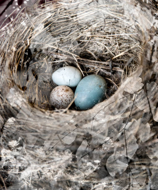 Three different wild bird eggs in a bird nest, Saskatchewan and Alberta, Canada stock photo