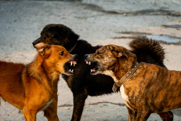 5,188 Dog Fight Stock Photos, Pictures &amp; Royalty-Free Images - iStock