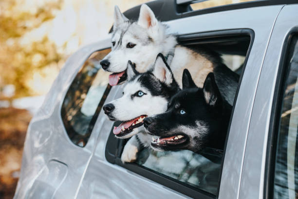 three dogs in the car stock photo