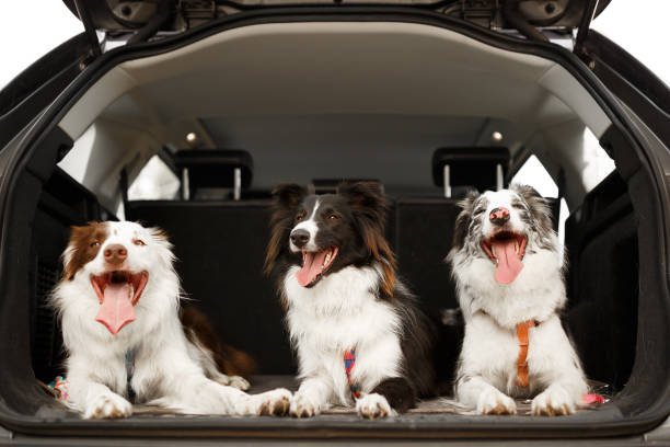 Three dogs ready to travel in the trunk of the car Three dogs ready to travel in the trunk of the car. car trunk photos stock pictures, royalty-free photos & images