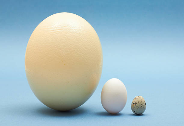 11,699 Giant Egg Stock Photos, Pictures &amp; Royalty-Free Images - iStock