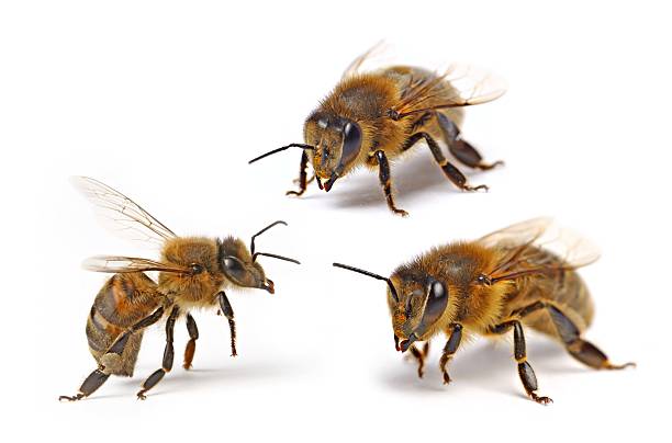 Three flying bee (isolated) XXL stock photo
