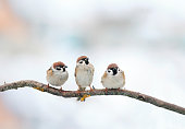 istock three funny birds Sparrow sitting on a branch in winter 628976182