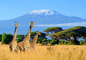 istock Three giraffe in National park of Kenya 697689066