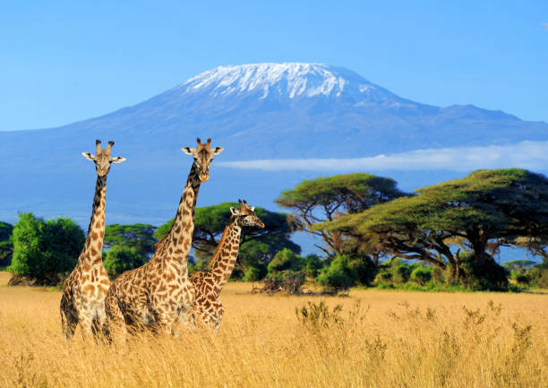 Three giraffe in National park of Kenya Three giraffe on Kilimanjaro mount background in National park of Kenya, Africa mt kilimanjaro photos stock pictures, royalty-free photos & images