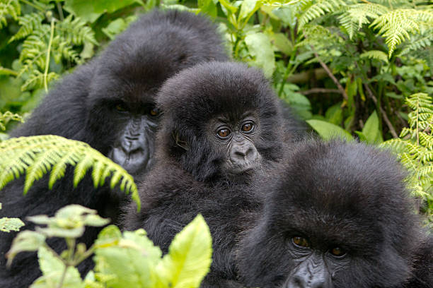 Three Gorillas stock photo