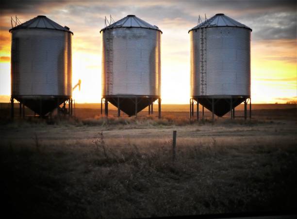 Three Grain Bins With a Sunset Background stock photo