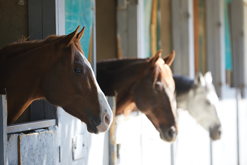 three horses looking over the doors at the stable