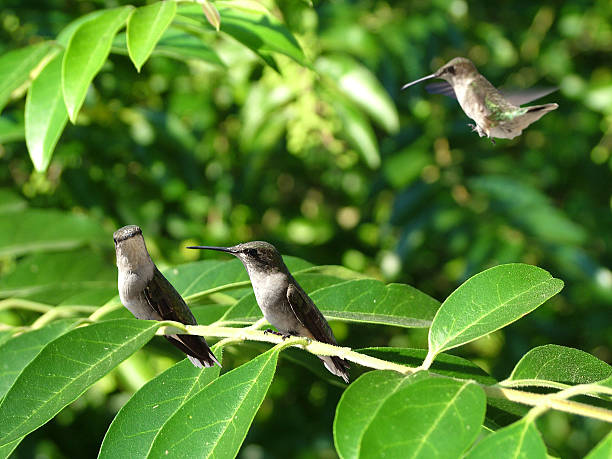 Three Hummingbirds stock photo