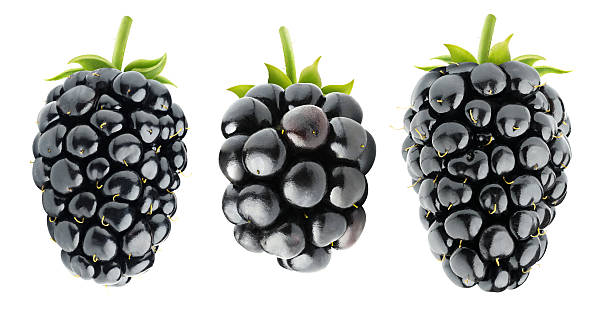 Three isolated blackberries Isolated blackberries. Three various blackberry fruits isolated on white background with clipping path blackberry fruit stock pictures, royalty-free photos & images