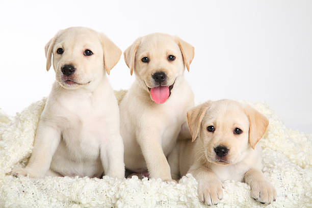 three Labrador puppy stock photo