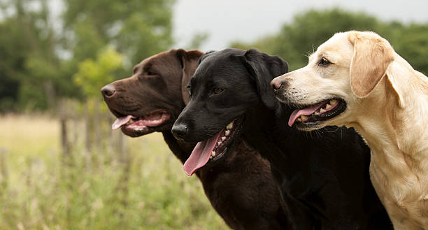 three labradors three lovely Labradors, head shot chocolate labrador stock pictures, royalty-free photos & images