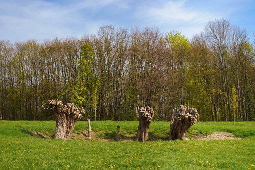 Three large tree trunks with sawn branches. Spring landscape with blue sky.