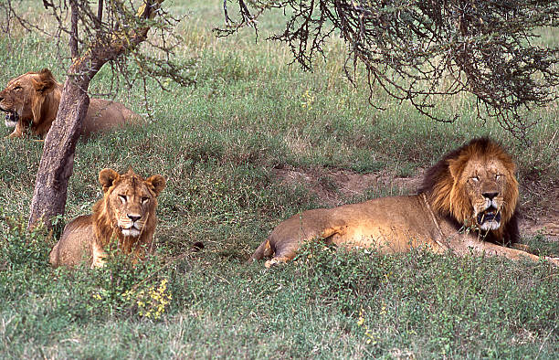Three Lions resting Lake Nakuru National Park Kenya East Africa Three Lions resting Lake Nakuru National Park Kenya East Africa lake nakuru national park stock pictures, royalty-free photos & images