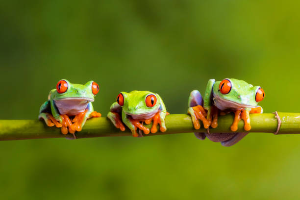 Three Little Red-Eyed Frogs stock photo
